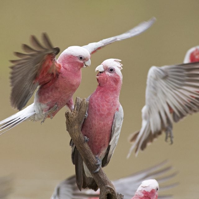 Galahs