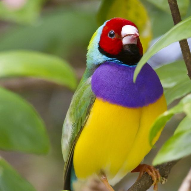 Gouldian Finch