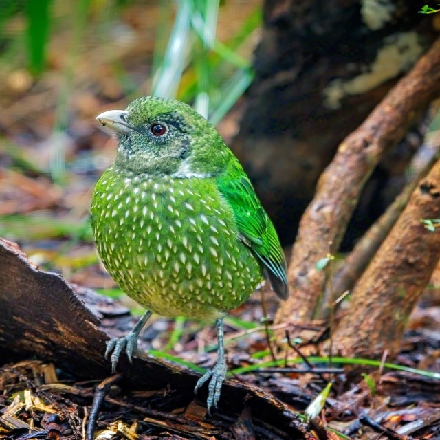 Green Catbird