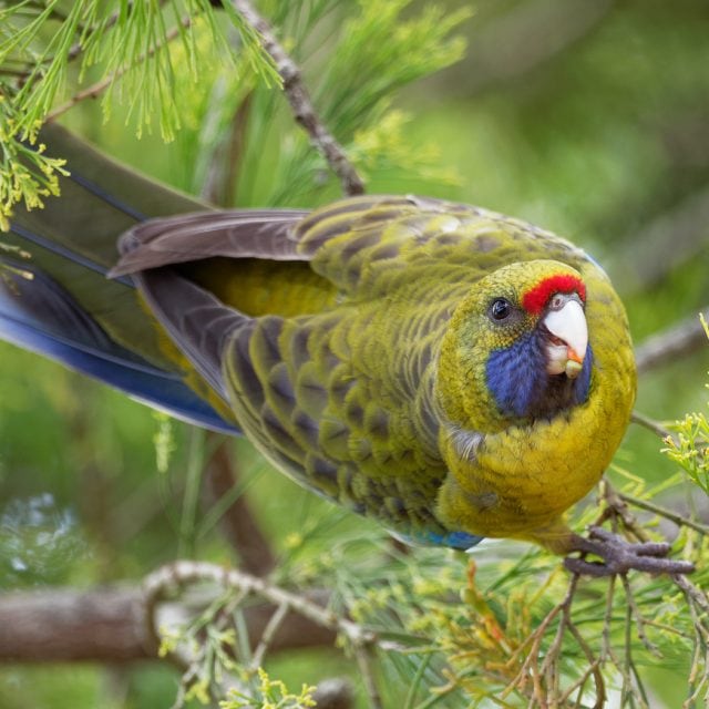 Green Rosella