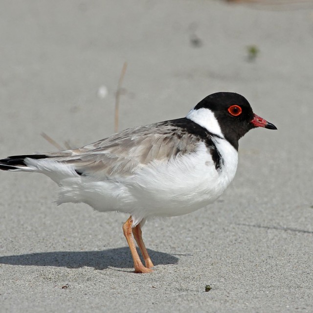 Hooded Plover