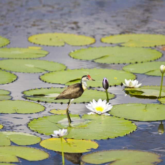 Jacana on lily