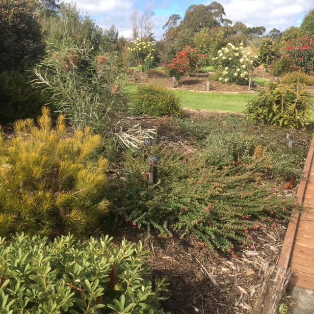 Jurrasic Garden Bruny Island