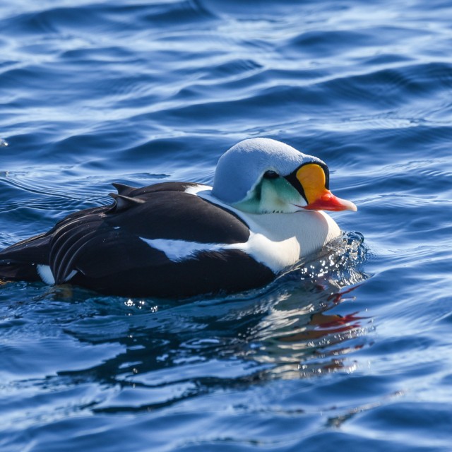 King Eider