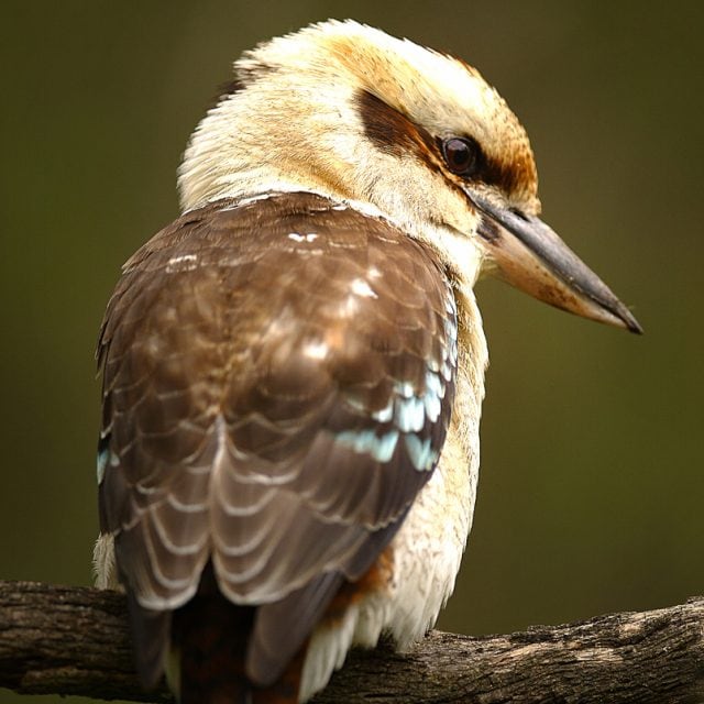 Kookaburra
