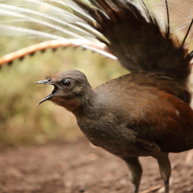 Lyrebird closeup