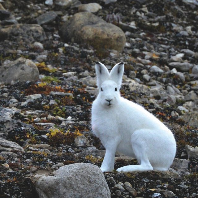 Arctic Hare