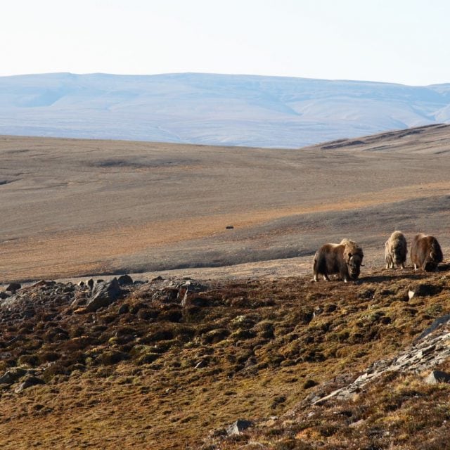Muskox in arctic tundra