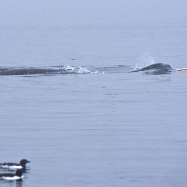 Narwhal tusk at Floe Edge
