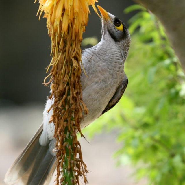 Noisy Miner