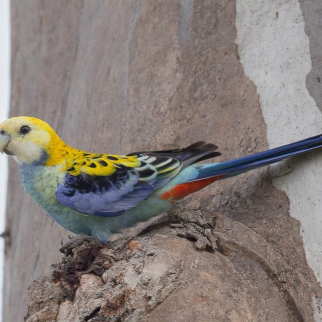 Pale-headed Rosella