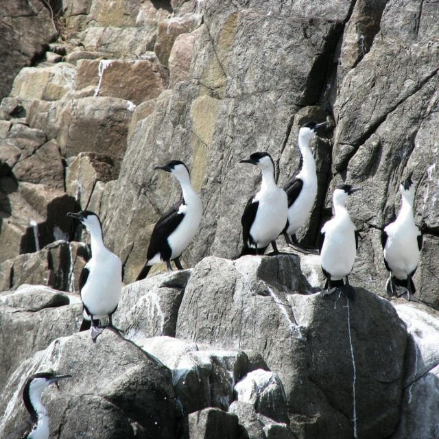 Black-faced Cormorants