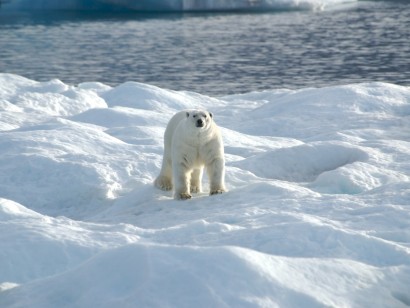 Heart of the Arctic Cruise