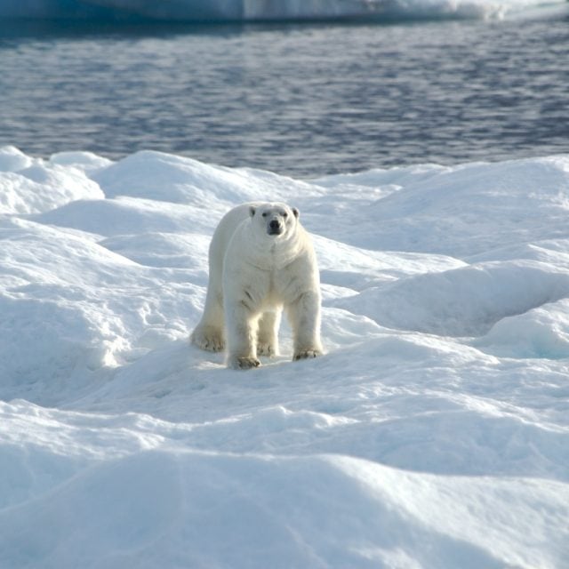 Polar bear