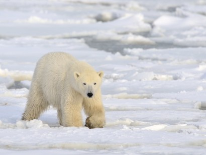 Narwhals & Polar Bears: Pond Inlet