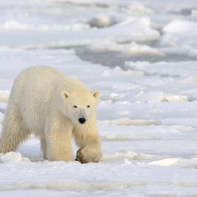 Polar Bear