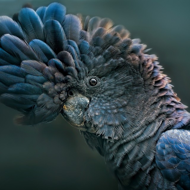 Red Tailed Black Cockatoo portrait