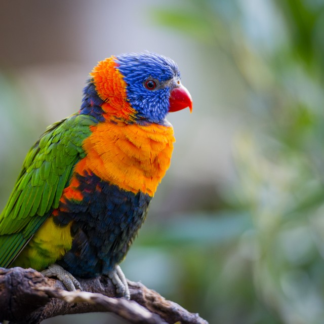Red-collared Lorikeet