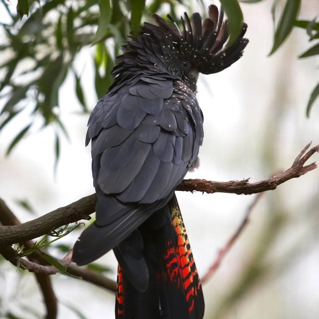 Red-tailed Black-Cockatoo