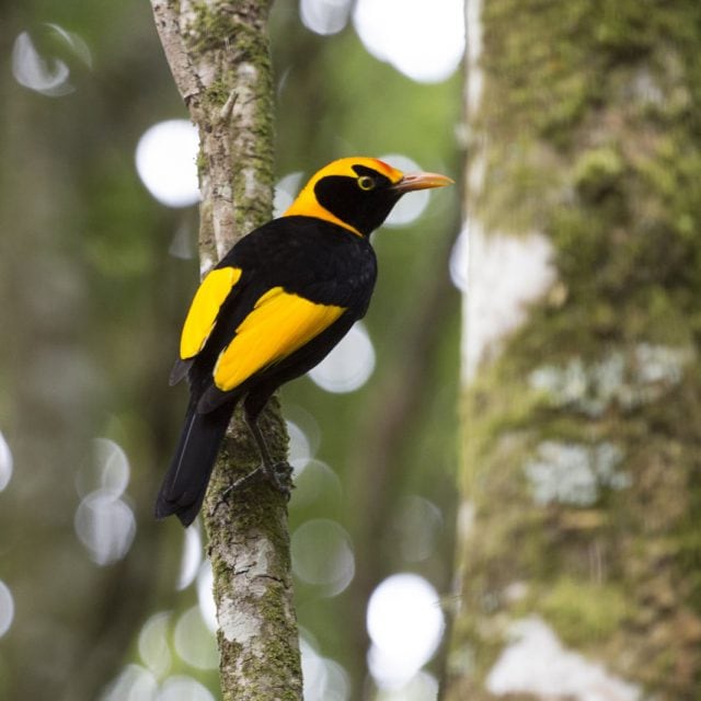 Regent Bowerbird
