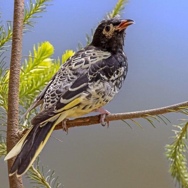 Regent Honeyeater