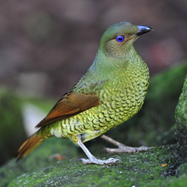 Satin Bowerbird
