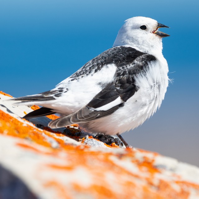 Snow Bunting