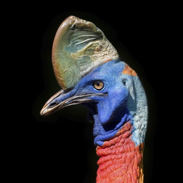 Southern Cassowary