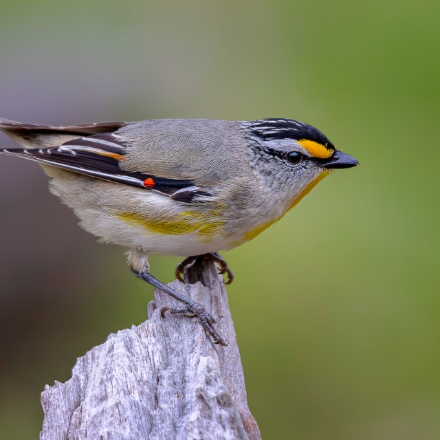 Striated Pardalote (Pardalotus striatus)
