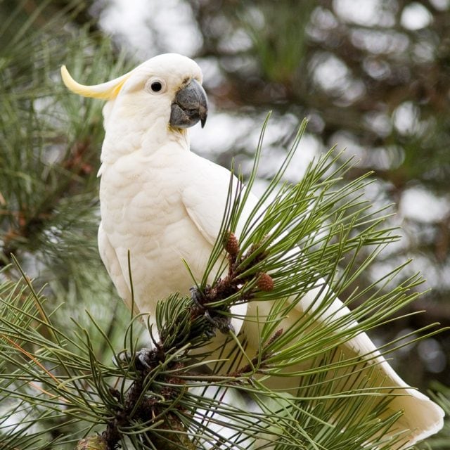 Sulphur-crested Cockatoo