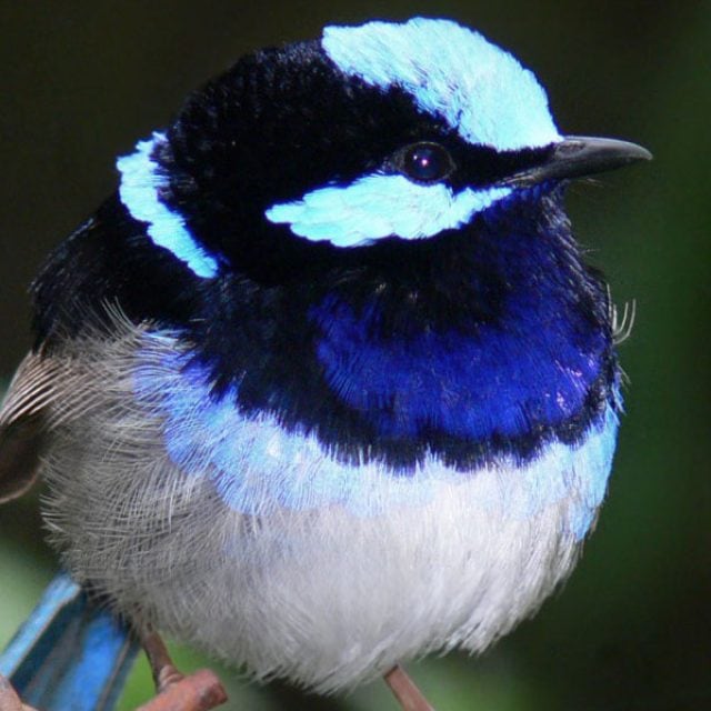Superb Blue Fairy Wren