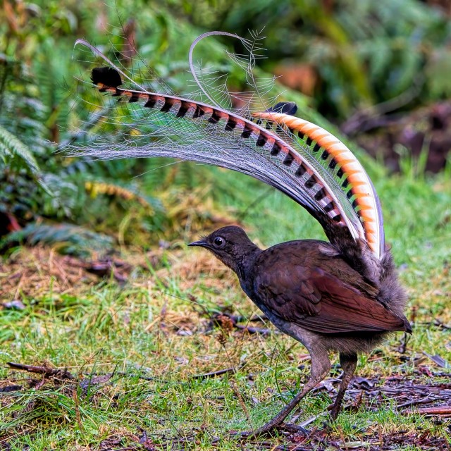 Superb Lyrebird
