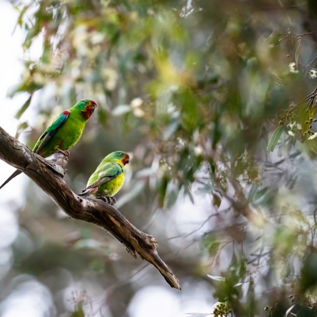 Swift Parrot