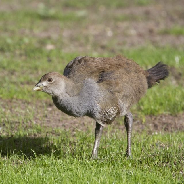 Tasmania Native Hen