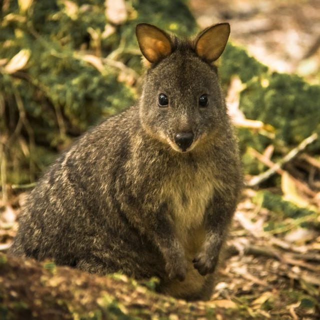 Pademelon