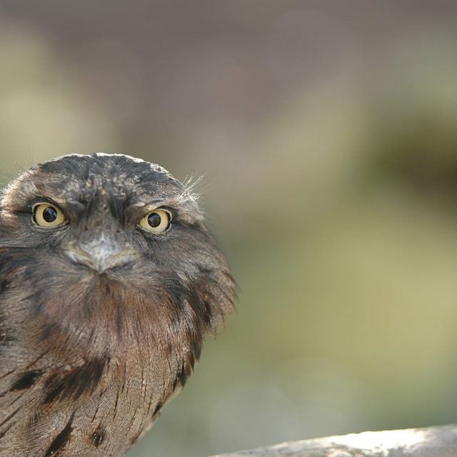 Tawny Frogmouth