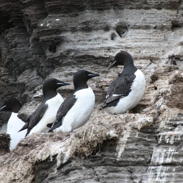 Thick-billed Murres