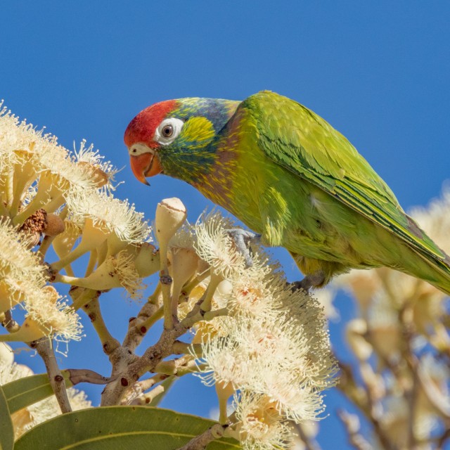 Varied Lorikeet