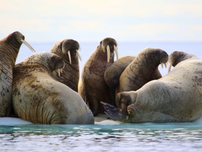 Walrus & Bowhead Whales