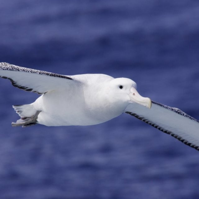 Wandering Albatross