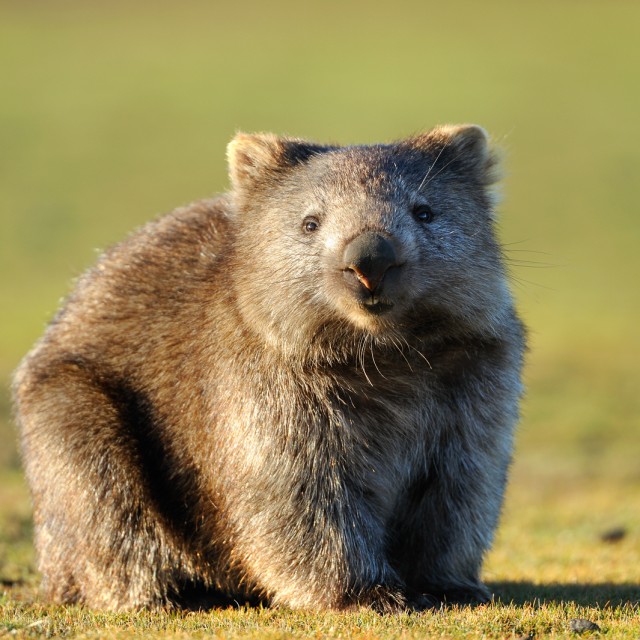 Wombat at Narawntapu National Park, Tasmania