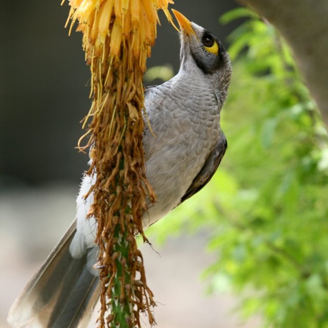 Noisy Miner