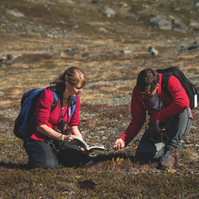 Botanists in the Arctic