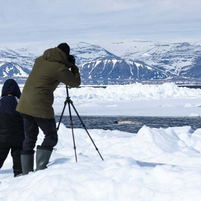 Narwhal watching at the floe edge