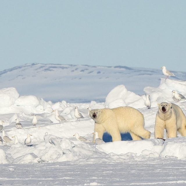 Polar bears