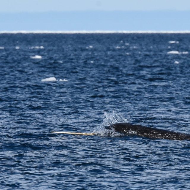 Narwhal tusk