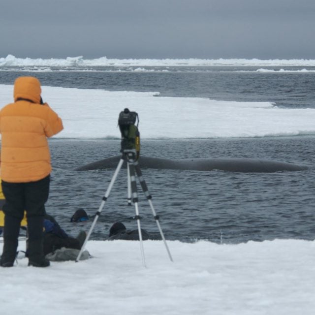 Bowhead whale swimming by floe edge