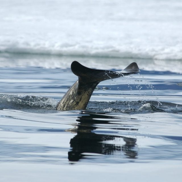 Narwhal tail