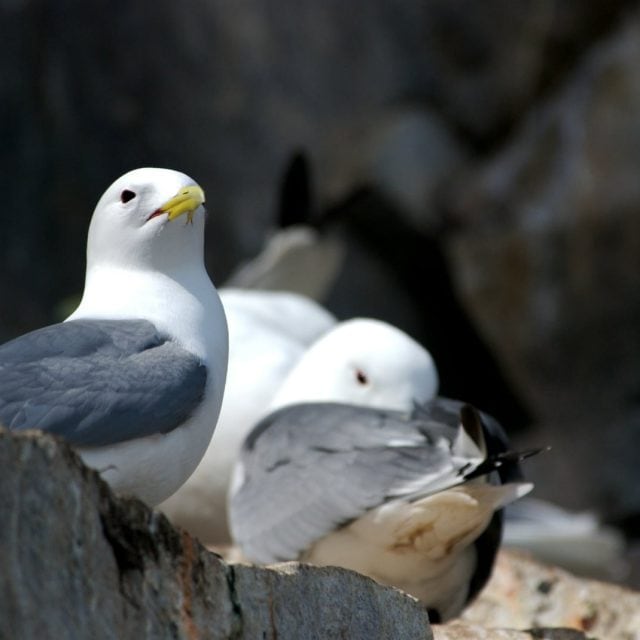 Black-legged Kittiwakes