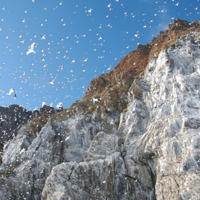 murres and kittiwakes at their nesting cliff